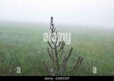 Branche sèche d'herbe couverte de rosée dans le brouillard d'automne gros plan Banque D'Images