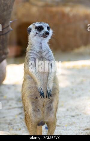Meerkat mongoose ou Suricata surigatta debout sur l'oeil de surveillance de sable avec drôle et mignon dans le zoo ou le safari c'est un animal qui vit dans le Ka Banque D'Images