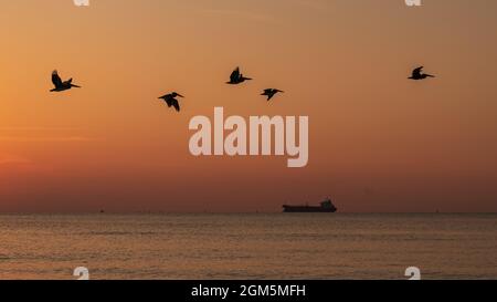 Un troupeau de pélicans bruns lors du premier vol au lever du soleil. Banque D'Images