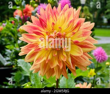 Le single Dahlia a nommé « Janet E. Gray » de Tribune en fleur dans le jardin public de Halifax Banque D'Images