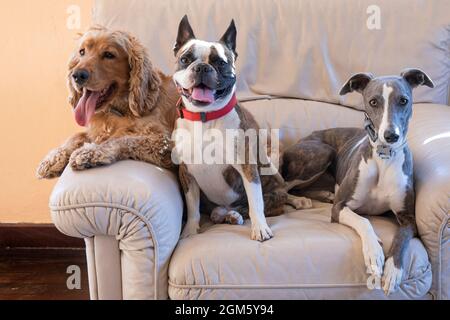 Trois chiens, Boston terrier, Cocker spaniel, Whippet sur une grande chaise blanche Banque D'Images