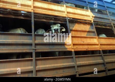 Vache sur camion de train routier, Camooweal, Queensland, Australie Banque D'Images