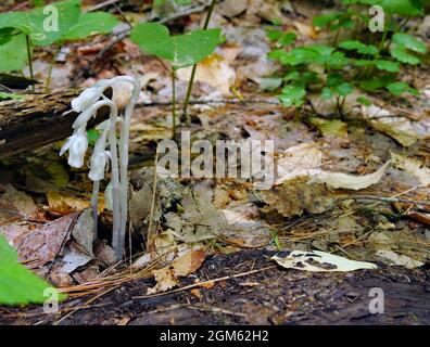 Sentier Barron Canyon, parc provincial Algonquin, Ontario, Canada. Gros plan d'un champignon de la pipe blanche fantôme poussant dans la forêt sur un sentier de randonnée. Banque D'Images