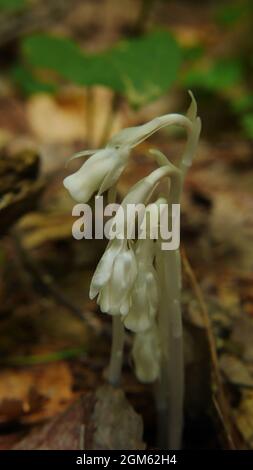 Sentier Barron Canyon, parc provincial Algonquin, Ontario, Canada. Gros plan d'un champignon de la pipe blanche fantôme poussant dans la forêt sur un sentier de randonnée. Banque D'Images