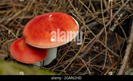 Sentier Barron Canyon, parc provincial Algonquin, Ontario, Canada. Gros plan de deux champignons rouges qui poussent dans la forêt sur un sentier de randonnée. Banque D'Images