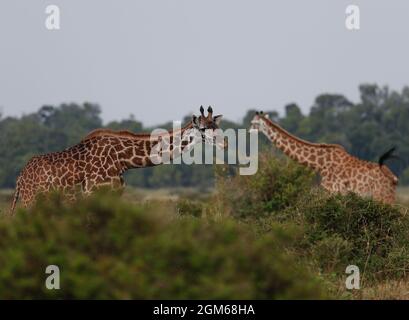 Nairobi, Kenya. 30 août 2021. Des girafes sont vues à la réserve nationale de Masai Mara, Kenya, 30 août 2021. Le Kenya cherche à attirer plus de visiteurs pour le reste de l'année dans le contexte de la reprise du secteur mondial des voyages. Pour les six premiers mois de 2021, le pays a reçu 305,635 voyageurs étrangers, selon Najib Balala, secrétaire du cabinet du ministère du Tourisme et de la faune. Crédit : long Lei/Xinhua/Alay Live News Banque D'Images