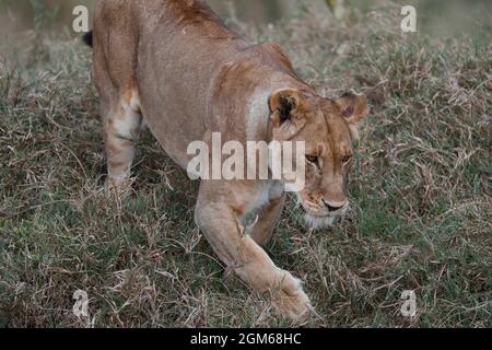 Nairobi, Kenya. 30 août 2021. Un lion est vu à la réserve nationale de Masai Mara, Kenya, 30 août 2021. Le Kenya cherche à attirer plus de visiteurs pour le reste de l'année dans le contexte de la reprise du secteur mondial des voyages. Pour les six premiers mois de 2021, le pays a reçu 305,635 voyageurs étrangers, selon Najib Balala, secrétaire du cabinet du ministère du Tourisme et de la faune. Crédit : long Lei/Xinhua/Alay Live News Banque D'Images