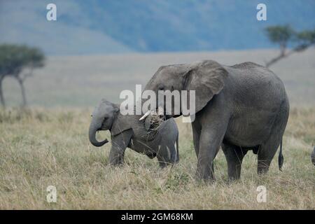 Nairobi, Kenya. 30 août 2021. Les éléphants sont vus à la réserve nationale de Masai Mara, Kenya, 30 août 2021. Le Kenya cherche à attirer plus de visiteurs pour le reste de l'année dans le contexte de la reprise du secteur mondial des voyages. Pour les six premiers mois de 2021, le pays a reçu 305,635 voyageurs étrangers, selon Najib Balala, secrétaire du cabinet du ministère du Tourisme et de la faune. Crédit : long Lei/Xinhua/Alay Live News Banque D'Images