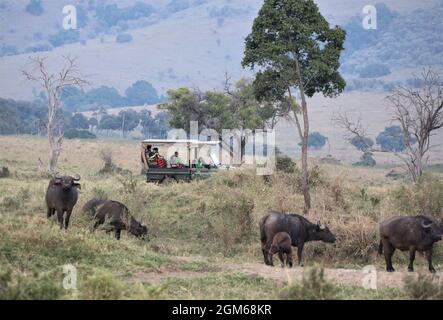 Nairobi, Kenya. 30 août 2021. Les touristes vont visiter la réserve nationale de Masai Mara, Kenya, 30 août 2021. Le Kenya cherche à attirer plus de visiteurs pour le reste de l'année dans le contexte de la reprise du secteur mondial des voyages. Pour les six premiers mois de 2021, le pays a reçu 305,635 voyageurs étrangers, selon Najib Balala, secrétaire du cabinet du ministère du Tourisme et de la faune. Credit: Dong Jianghui/Xinhua/Alay Live News Banque D'Images