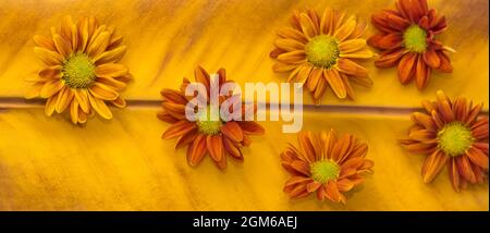 fleurs de chrysanthème, fleurs colorées sur fond de feuilles orange ou jaune vif, fond naturel, thème de couleur monochromatique Banque D'Images