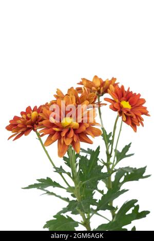 fleurs de chrysanthème d'orange vif, fleurs colorées, mums de jardin ou chrysanthèmes sur fond blanc, plante à fleurs Banque D'Images