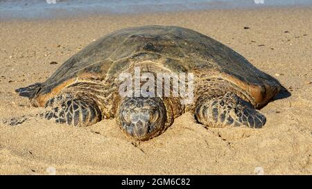 Tortue de mer verte hawaïenne en voie de disparition se prélassant sur la plage de Kauai. Banque D'Images