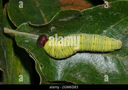 Hespérie à pois argentés, Epargyreus clarus, larve Banque D'Images