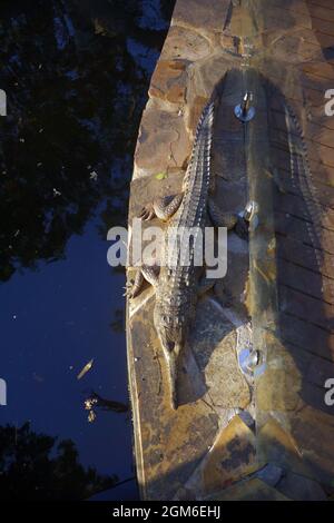 Crocodile d'eau douce (Crocodylus johnstoni) à côté de la piscine, station de Lorella Springs, Terre d'Arnhem est, territoire du Nord, Australie Banque D'Images