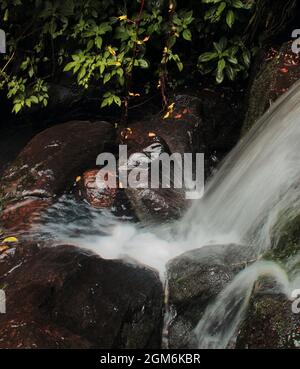 cours d'eau de levinge qui traverse la forêt tropicale sur la pente des collines de palani à kodaikanal, dans le sud de l'inde Banque D'Images