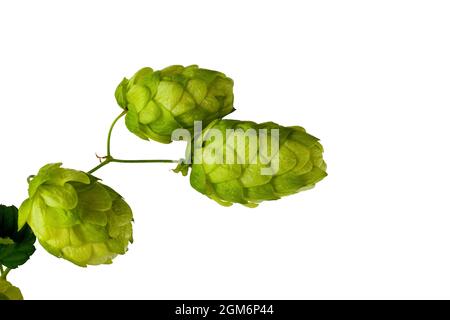 Cônes de houblon isolé sur le fond blanc. Banque D'Images