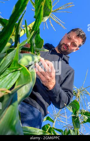Hohendodeleben, Allemagne. 08 septembre 2021. Le cultivateur de terres arables Phillip Krainamener se tient dans son champ de maïs et examine les épis. Le jeune agriculteur de la région de Börde expérimente le maïs. Il explique son travail en ligne avec des photos, des vidéos et des textes courts. Et maintenant, il cherche aussi le chemin pour le consommateur de cette façon, pour les amateurs de maïs et de maïs soufflé. (À dpa 'un agriculteur explicatif et son pop-corn de la Börde') Credit: Klaus-Dietmar Gabbert/dpa-Zentralbild/dpa/Alay Live News Banque D'Images