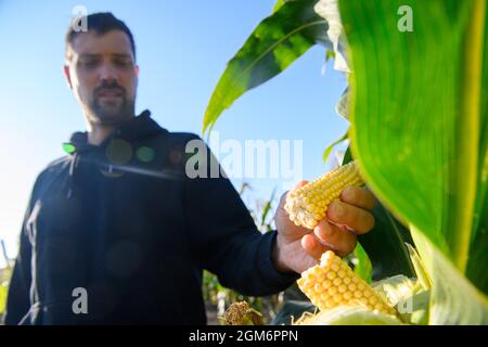 Hohendodeleben, Allemagne. 08 septembre 2021. Le cultivateur de terres arables Phillip Krainamener se tient dans son champ de maïs et examine les plantes. Le jeune agriculteur de la région de Börde expérimente le maïs. Il explique son travail en ligne avec des photos, des vidéos et des textes courts. Et maintenant, il cherche aussi le chemin pour le consommateur de cette façon, pour les amateurs de maïs et de maïs soufflé. (À dpa 'un agriculteur explicatif et son pop-corn de la Börde') Credit: Klaus-Dietmar Gabbert/dpa-Zentralbild/dpa/Alay Live News Banque D'Images