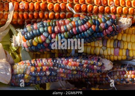 Hohendodeleben, Allemagne. 08 septembre 2021. Les épis de différentes variétés de maïs se trouvent dans un panier en bois sur la ferme de l'agriculteur Krainbring. Le jeune agriculteur de la région de Börde expérimente le maïs. Il explique son travail en ligne avec des photos, des vidéos et des textes courts. Et maintenant, il cherche aussi le chemin pour le consommateur de cette façon, pour les amateurs de maïs et de maïs soufflé. (À dpa 'un agriculteur explicatif et son pop-corn de la Börde') Credit: Klaus-Dietmar Gabbert/dpa-Zentralbild/dpa/Alay Live News Banque D'Images