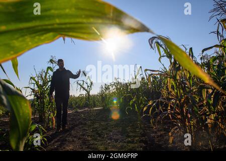 Hohendodeleben, Allemagne. 08 septembre 2021. Le cultivateur de terres arables Phillip Krainamener se tient dans son champ de maïs et examine les plantes. Le jeune agriculteur de la région de Börde expérimente le maïs. Il explique son travail en ligne avec des photos, des vidéos et des textes courts. Et maintenant, il cherche aussi le chemin pour le consommateur de cette façon, pour les amateurs de maïs et de maïs soufflé. (À dpa 'un agriculteur explicatif et son pop-corn de la Börde') Credit: Klaus-Dietmar Gabbert/dpa-Zentralbild/dpa/Alay Live News Banque D'Images