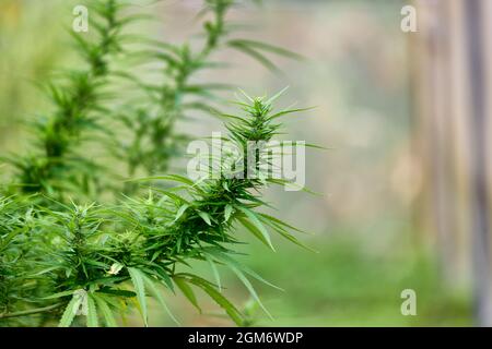 Marijuana, fleurs de plantes, cannabis plante concept de la médecine alternative à base de plantes, huile de cbd, industrie pharmaceutique Banque D'Images