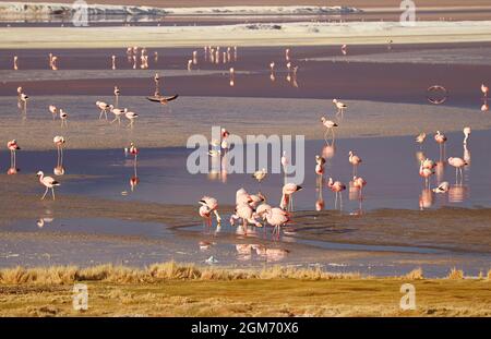 Flamants flamboyance paître à Laguna Colorada, la lagune Rouge dans l'Altiplano bolivien, département de Potosi, Bolivie, Amérique du Sud Banque D'Images