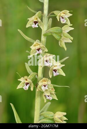 Dune Helleborine - Epipactis dunensis Banque D'Images