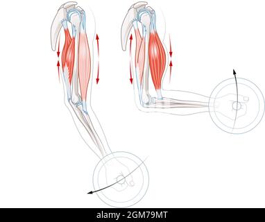 Biceps et triceps. Comment les muscles fonctionnent Banque D'Images