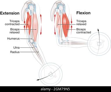 Biceps et triceps. Comment les muscles fonctionnent Banque D'Images