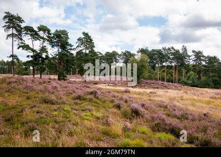 Bruyère fleurie au parc national 'The Meinweg' à la frontière de l'Allemagne et des pays-Bas dans la province de Limbourg Banque D'Images