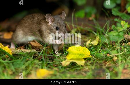 Gros plan d'un rat brun sauvage en automne, en quête de nourriture et en train de manger des graines dans un habitat naturel des bois. Vers la droite. Horizontale. Copier l'espace. Scientifique na Banque D'Images
