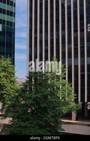 Arbres devant quelques bâtiments modernes de bureaux en verre du milieu du siècle à Rosslyn, Virginie près de Washington DC. Banque D'Images