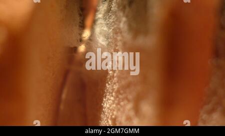 Vieux pain rassis avec du pain moldy vert moule gris mildiou Banque D'Images