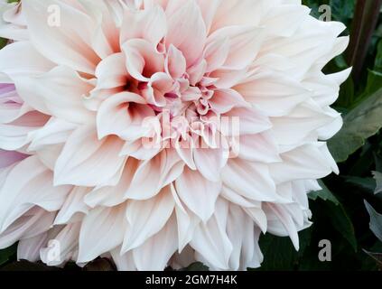 Grande fleur Dahlia couleur pastel Banque D'Images