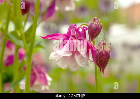 Le capot de la granny rose fleurit dans le jardin d'été. Les plantes vivaces Aquilegia vulgaris 'Pink Petticoat' ou columbine poussent à proximité Banque D'Images