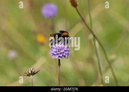 Bumblebee-Bombus terrestris pollinates sur le Diable-bit scabious-Succisa pratensis. Banque D'Images