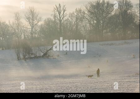 Chien marcheur sur une neige couverte, Hampstead Heath, Londres, Royaume-Uni. 23 décembre 2009 Banque D'Images