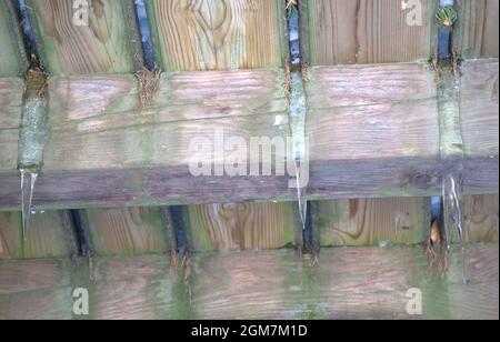La fonte de la glace fait tomber la neige d'hiver Banque D'Images