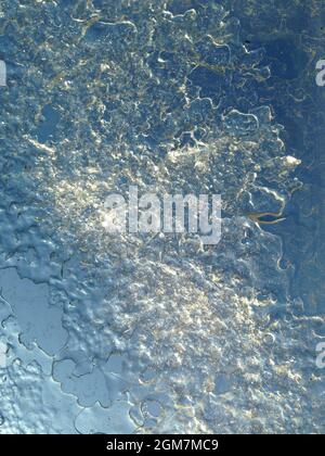 La fonte de la glace fait tomber la neige d'hiver Banque D'Images