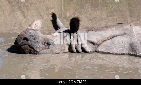 Un animal rhinocéros dans le zoo de Toronto, dans la ville de Toronto, au Canada. Le célèbre endroit est une attraction touristique et un monument local Banque D'Images