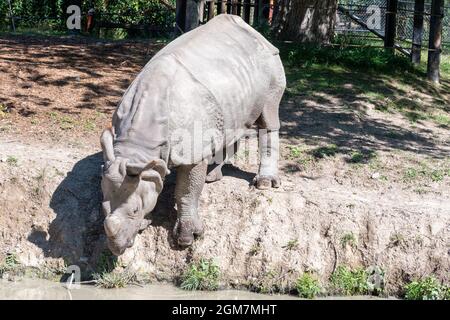 Un animal rhinocéros dans le zoo de Toronto, dans la ville de Toronto, au Canada. Le célèbre endroit est une attraction touristique et un monument local Banque D'Images