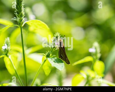 Vue panoramique sur un papillon de Swift droit commun perché sur une plante à fleurs Banque D'Images