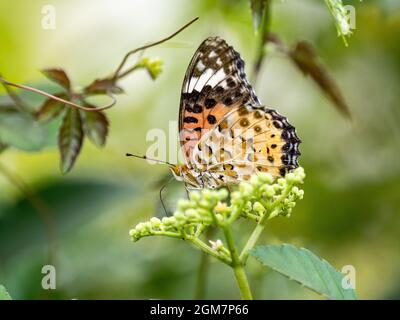 Gros plan d'un papillon fritillaire indien se nourrissant de fleurs de vigne tueuses Banque D'Images