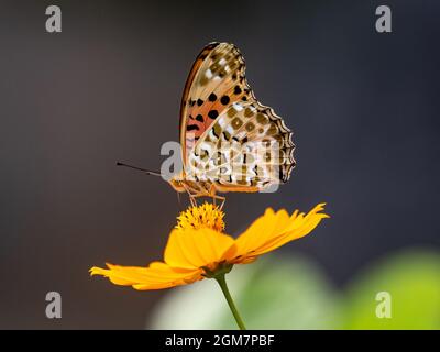 Gros plan d'un papillon fritillaire indien se nourrissant d'une fleur de cosmos orange Banque D'Images