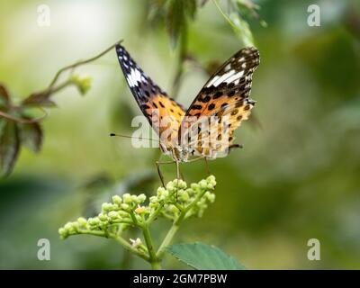 Gros plan d'un papillon fritillaire indien se nourrissant de fleurs de vigne tueuses Banque D'Images