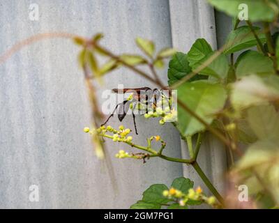 Vue panoramique sur une guêpe japonaise dauber sur des fleurs de vigne qui tuent le Bush Banque D'Images