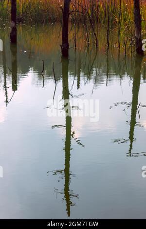 arbres reflétés dans l'eau d'un lagon sauvage Banque D'Images