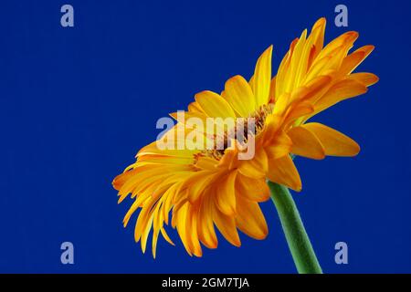 Une fleur de Gerbera dorée pleine fleur sur fond bleu Banque D'Images