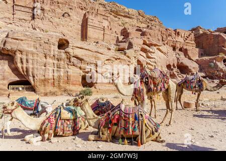 Les chameaux bédouins se trouvent près du trésor Al Khazneh sculpté dans le rocher de Petra, en Jordanie. Petra est l'une des sept nouvelles merveilles du monde Banque D'Images