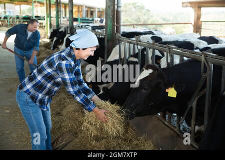 Souriante femme nourrissant des vaches à la ferme Banque D'Images